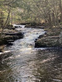 Stream flowing in forest