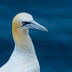 Close-up of a bird