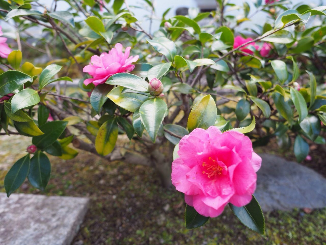 flower, pink color, growth, plant, nature, freshness, petal, beauty in nature, fragility, leaf, flower head, blooming, close-up, outdoors, no people, day