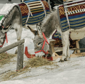 View of a horse on snow covered field