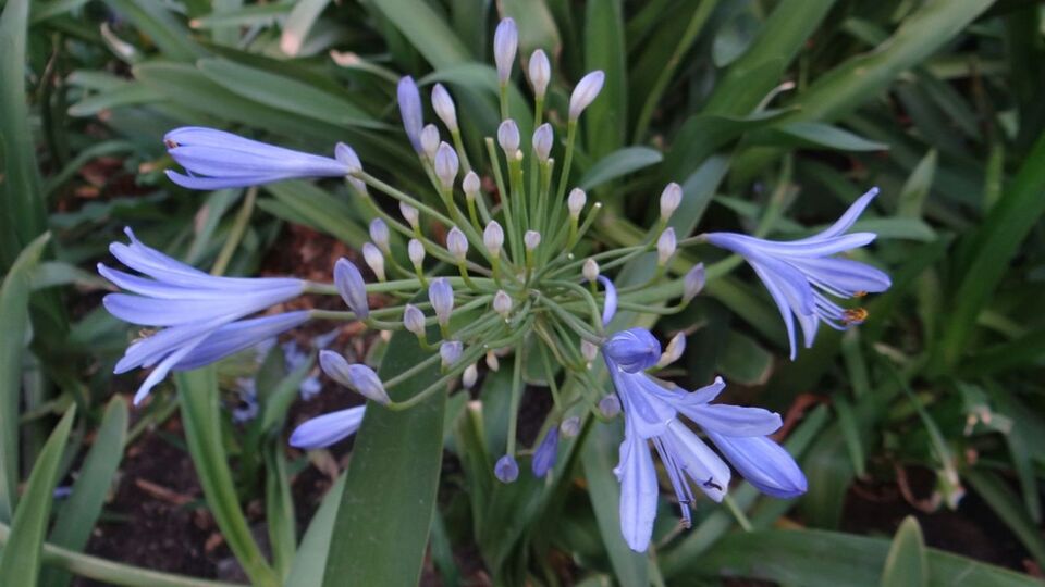 flower, purple, freshness, petal, growth, fragility, flower head, beauty in nature, plant, close-up, nature, blooming, blue, leaf, focus on foreground, in bloom, stem, field, day, blossom