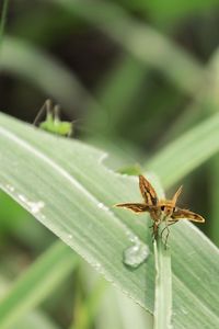 Close-up of insect on leaf