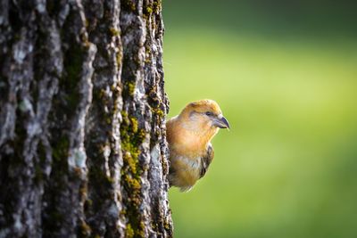 Close-up of bird perching on tree trunk