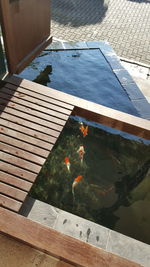 High angle view of koi fish in swimming pool