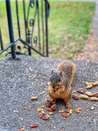 High angle view of squirrel eating food