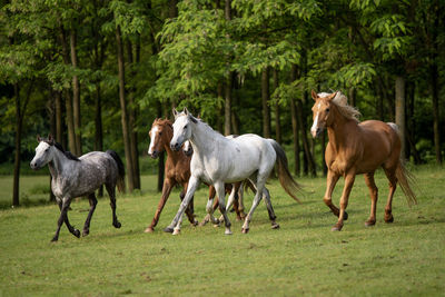 Horses standing in a field