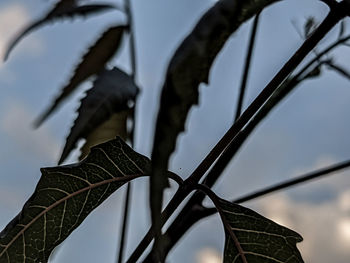 Low angle view of metal fence against sky