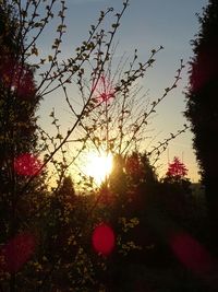 Sun shining through trees