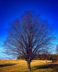 Bare tree on field against blue sky