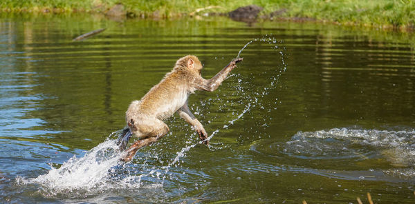 High angle view of dog running in lake