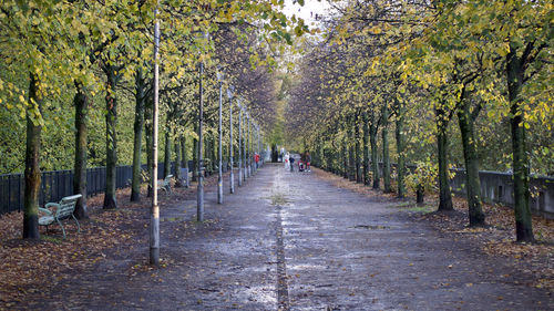 Perspective point of view of tree line along walkways in paris