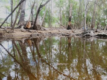 Reflection of trees in water