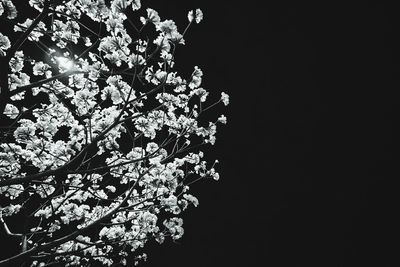 Low angle view of cherry blossom tree