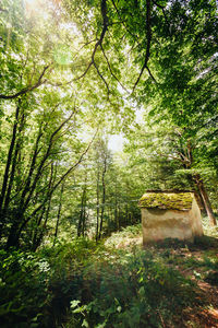 Trees in forest