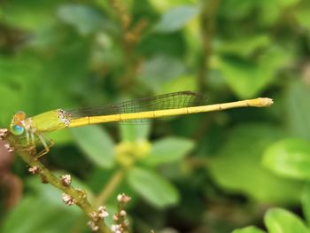 Close-up of dragonfly on leaf