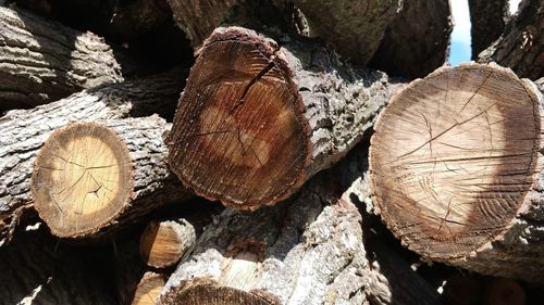 Detail shot of logs in forest