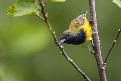 Close-up of bird perching on branch