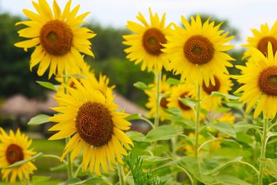 Close-up of sunflowers on field