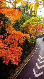 Road amidst trees during autumn