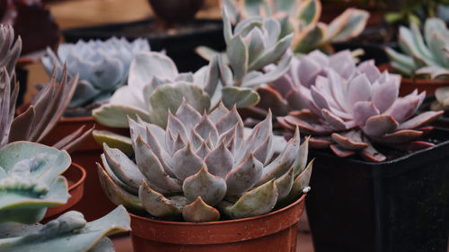 Close up of different varietal agave succulent plants in pots, selective focus