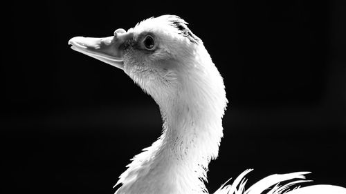 Close-up of a bird looking away