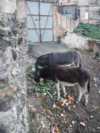 View of an animal on wall