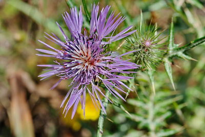 Close-up of purple flowering plant