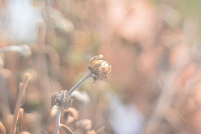 Close-up of flowering plant on field