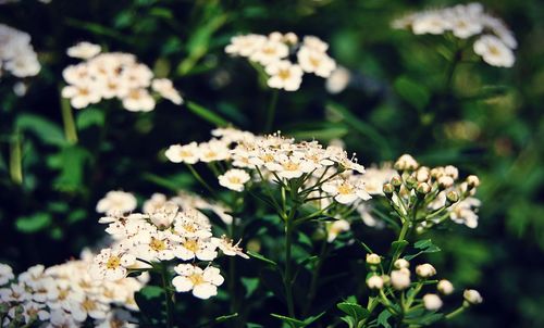 Close-up of white flowers