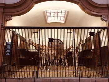 Rear view of animals walking in cage