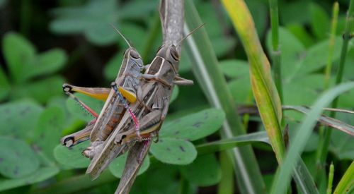 Close-up of damselfly on leaf