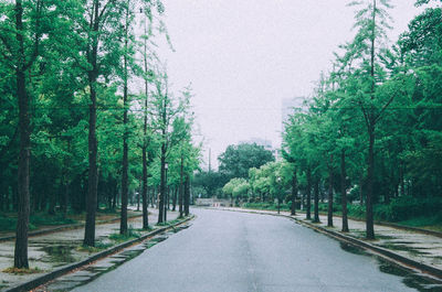 View of trees along footpath