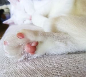 Close-up of white cat