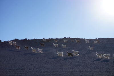 Llamas on beach against clear blue sky