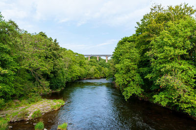 River flowing amidst trees in forest against sky