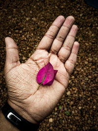 Close-up of hand holding pink flower