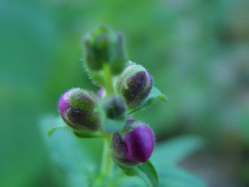 Close-up of purple flowering plant