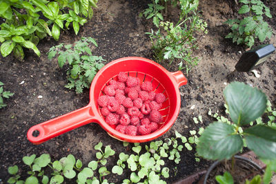 High angle view of raspberries in container on field