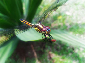 Close-up of insect on leaf