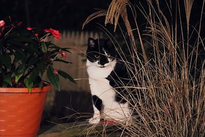 Close-up of cat sitting outdoors