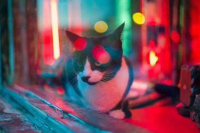 Close-up portrait of a cat