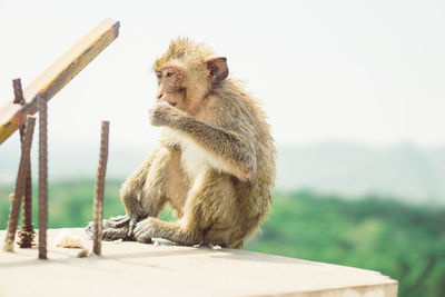 View of a monkey sitting on field