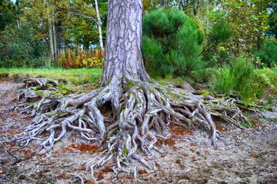 Trees in forest