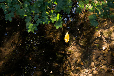 Close-up of tree against water