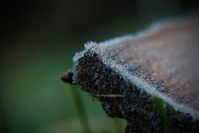 Close-up of insect on spider web