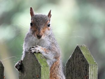 Close-up of squirrel on wood