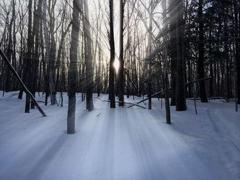 Trees along snow covered landscape