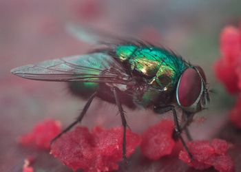 Close-up of fly on plant