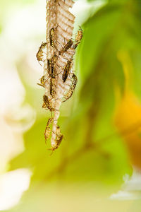 Close-up of spider on plant