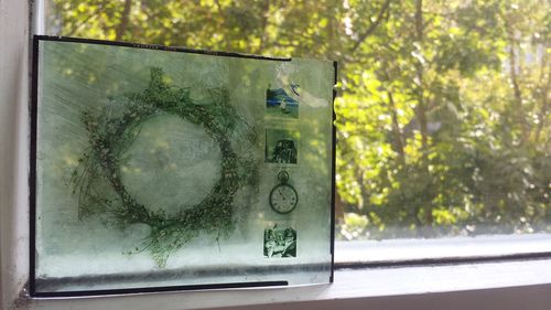 Close-up of tree trunk